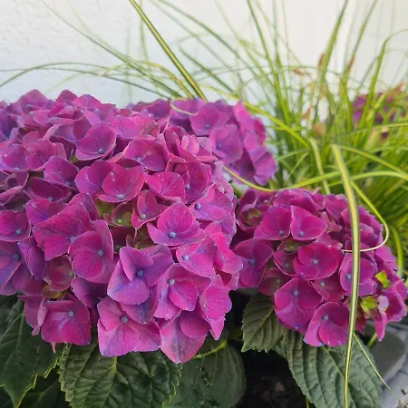 Skorpion Appartement *