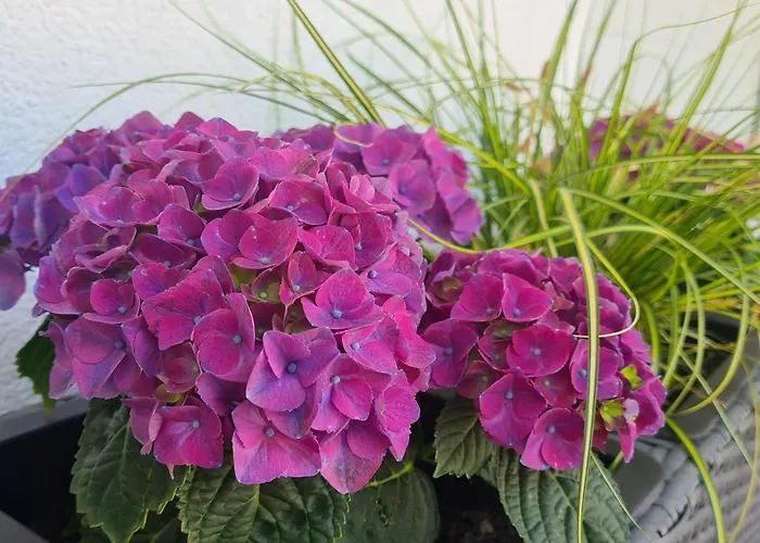 Skorpion Апартаменти *